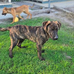 Goliath, Shepherd, German, available for adoption