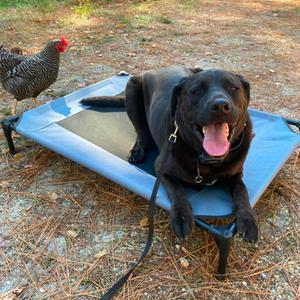 Koda, Retriever, Black Labrador, senior, available for adoption