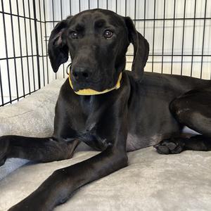 Dorsey, Retriever, Black Labrador, adult, available for adoption