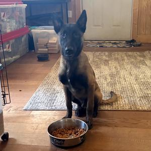 Echo, Shepherd, Belgian Malinois, available for adoption