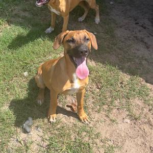 A brown dog with a pink tongue sticking out, sitting on grass.