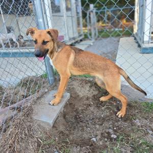 A brown dog standing on a concrete block in an outdoor enclosure with a chain-link fence.