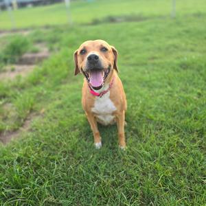 A happy brown and white dog with a pink collar sitting on a grassy field.