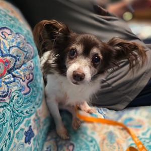 Bella, Chihuahua, Long Coat, senior, available for adoption
