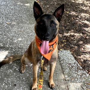 Capone, Malinois, Belgian, available for adoption