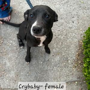 CryBaby, Collie, Border, adult, available for adoption