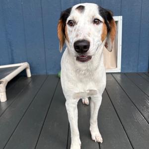 Bullett, Beagle, adult, available for adoption
