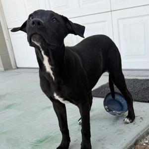 Indie aka Kanga, Retriever, Black Labrador, available for adoption