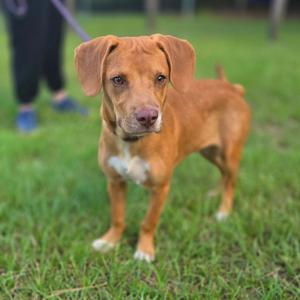A brown dog with floppy ears standing on grass, looking directly at the camera.