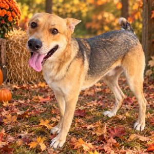 Cooley, Shepherd, German, adult, available for adoption