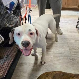 Cain, Bulldog, American, adult, available for adoption