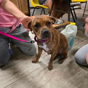 Bella, Bulldog, American, available for adoption