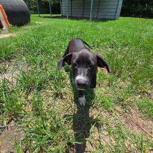 Aragorn, Mixed Breed (Medium), puppy, available for adoption