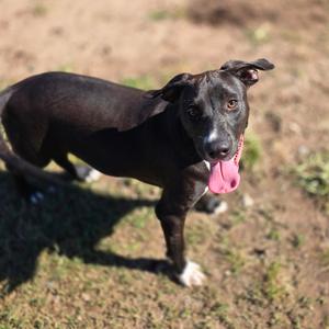 Aragorn, Mixed Breed (Medium), available for adoption