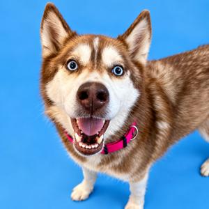 Brulee, Husky, adult, available for adoption