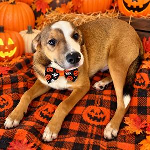 Backstreet Boy, Mixed Breed (Medium), puppy, available for adoption