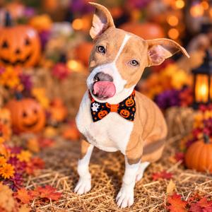 Lacie, Mixed Breed (Medium), adult, available for adoption