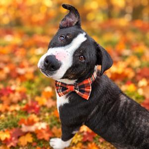 Ethel, Mixed Breed (Medium), adult, available for adoption