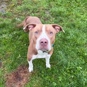 Blueberry, Terrier, Pit Bull, adult, available for adoption