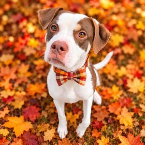 Applejack, Terrier, Pit Bull, adult, available for adoption