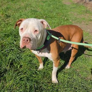 Eeyorella, Mixed Breed (Large), senior, available for adoption