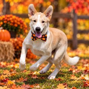 Gus, Retriever, Yellow Labrador, adult, available for adoption