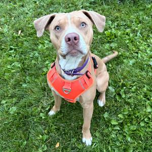 Cyrus, Terrier, Pit Bull, adult, available for adoption