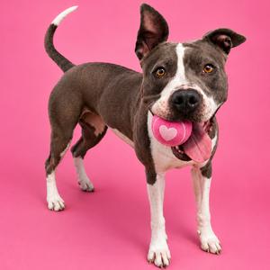 A brown and white dog with a pink heart-shaped toy in its mouth, standing on a pink background.