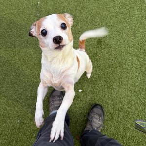 Frazier, Terrier, Jack Russell, adult, available for adoption