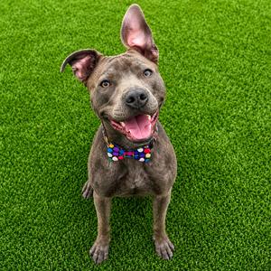Rodney, Terrier, Pit Bull, adult, available for adoption