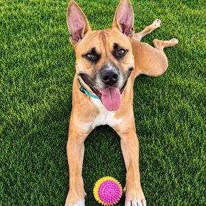 Java, Mixed Breed (Medium), adult, available for adoption