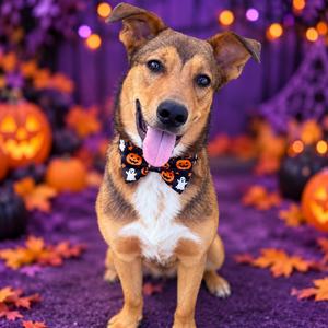 Reyn, Retriever, Labrador, adult, available for adoption