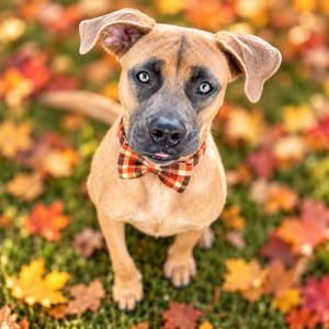 Nola, Mixed Breed (Medium), adult, available for adoption