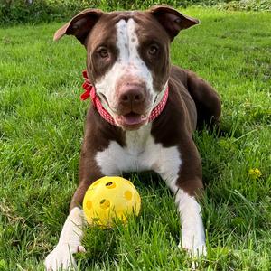 Evanescence, Terrier, American Pit Bull, adult, available for adoption