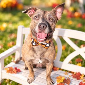 Miranna, Terrier, Pit Bull, adult, available for adoption