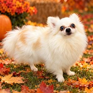 Cream Puff, Pomeranian, adult, available for adoption