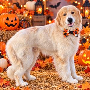 Big Gulp, Pyrenees, Great, adult, available for adoption