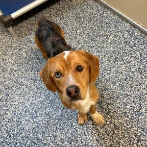 Haunted Hayride, Hound, Basset, adult, available for adoption