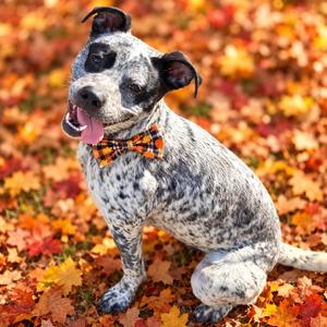 Roxley, Cattle Dog, adult, available for adoption