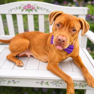 Dani, Terrier, Pit Bull, adult, available for adoption
