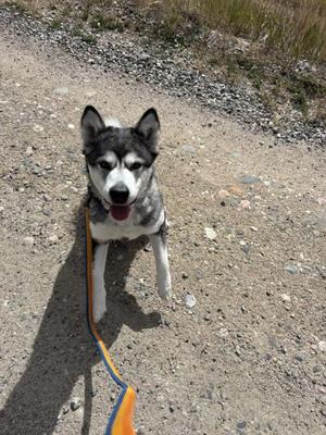 A husky dog on a leash, standing on a gravel path