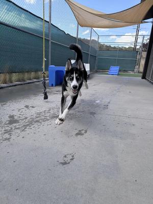 A black and white dog running towards the camera on a concrete surface with a blue container and a green fence in the background.