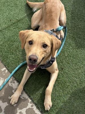 A yellow Labrador Retriever dog lying on green artificial turf, wearing a blue harness and leash, with its mouth open and tongue out, looking at the camera.