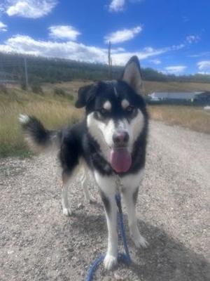 Milo, Siberian Husky, adult, available for adoption