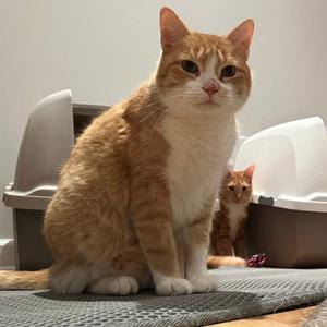 Marriott, adult, available for adoption