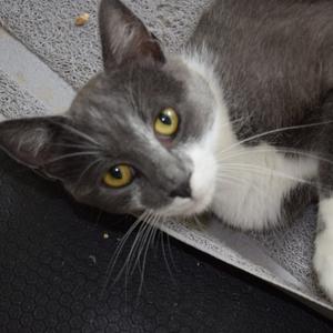 A gray and white cat with yellow eyes lying on a textured surface.