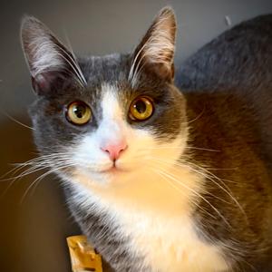 Riley, adult, available for adoption