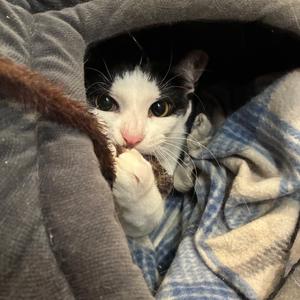 Andy, adult, available for adoption