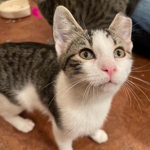 Bobo, adult, available for adoption