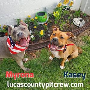 Kasey, American Staffordshire Terrier, senior, available for adoption